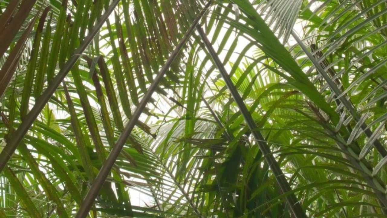 Rattan, Wicker, and Beyond